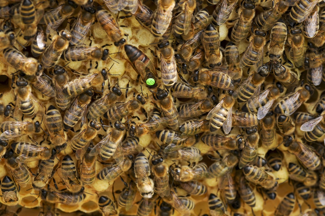 bees queen bee beehive free photo
