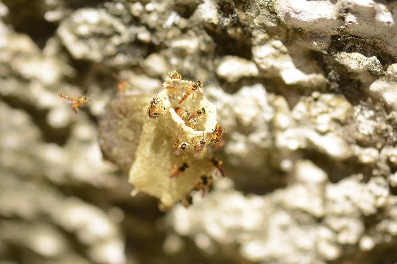 bees hive close free photo