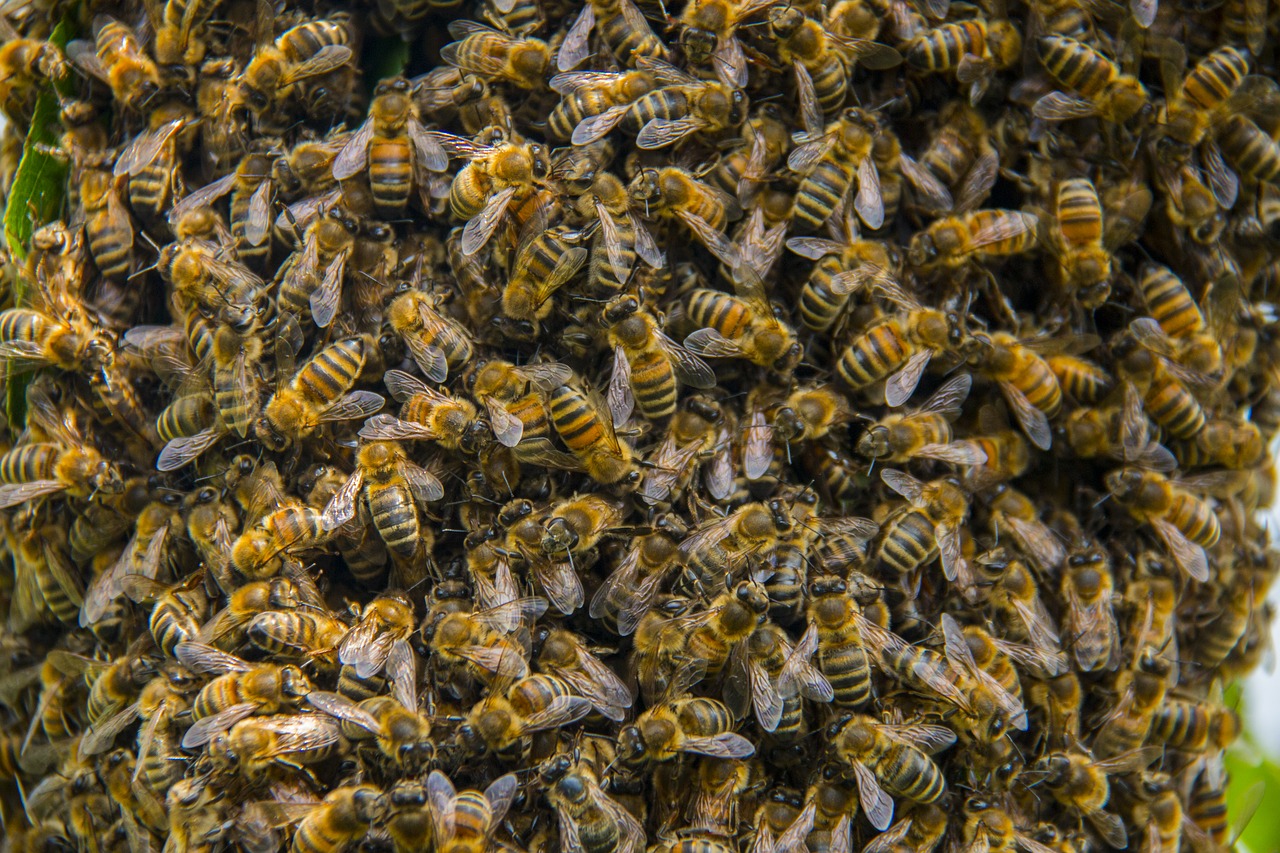 bees hive honey bees free photo