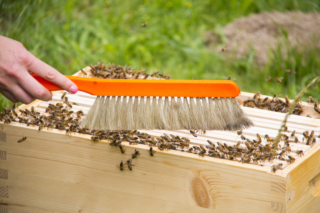bees hive honey bees free photo