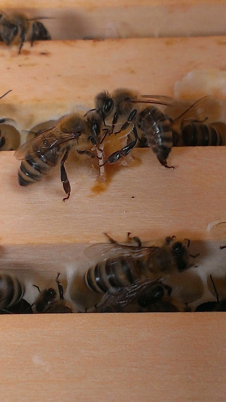 bees honeycomb wood free photo