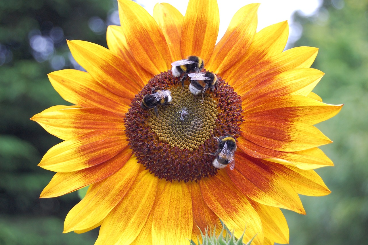 bees sun flower summer free photo