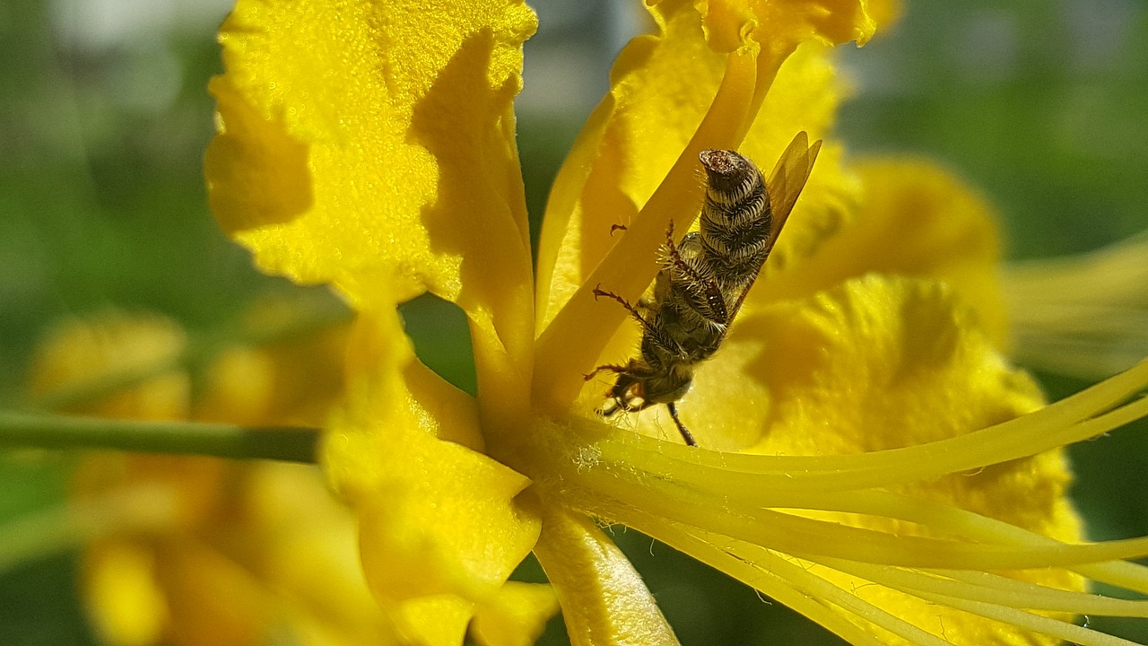 bees flower insect free photo