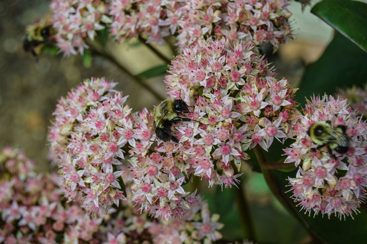 bees plants wild free photo