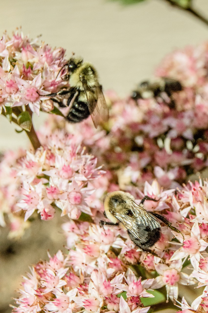 bees plants wild free photo