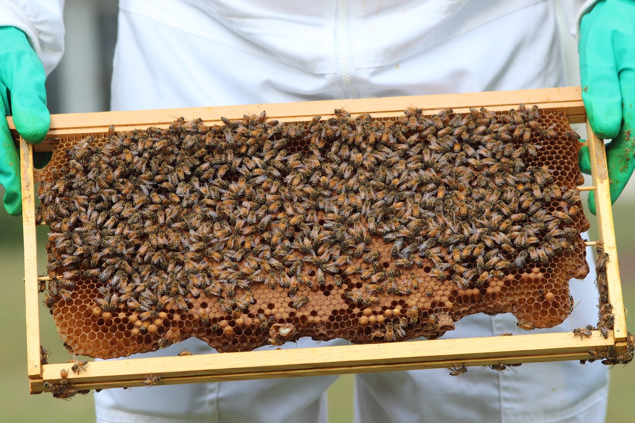 bees honeybees honey free photo