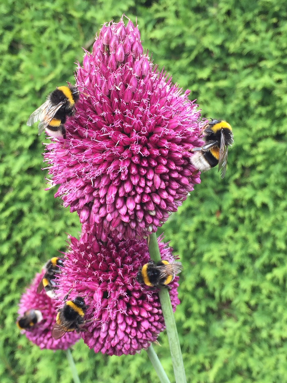 bees green blossom free photo