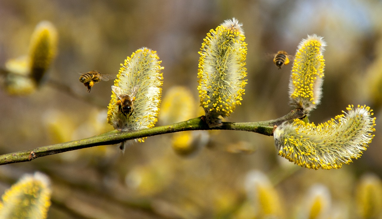 bees willow catkin spring free photo