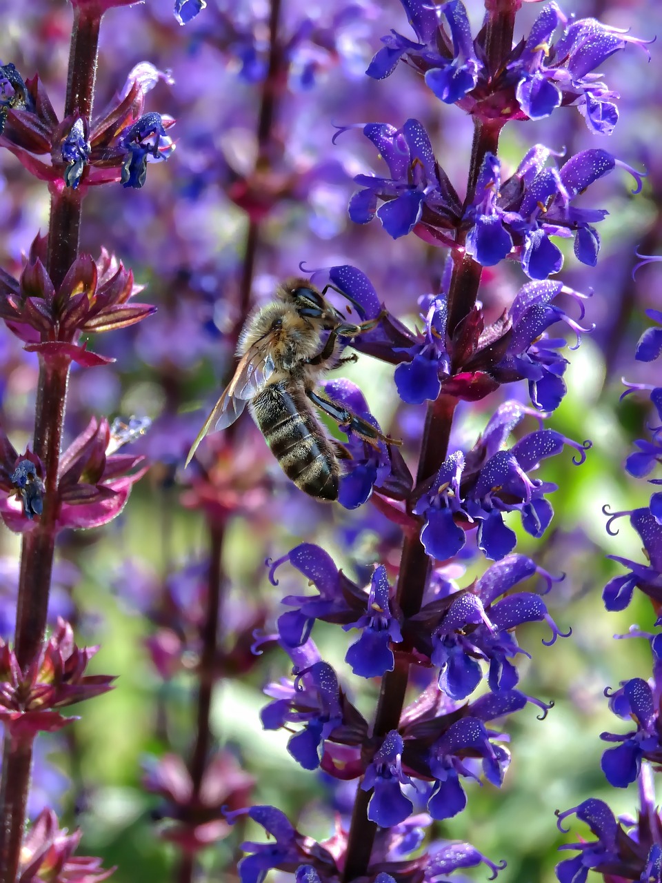 bees bee macro free photo