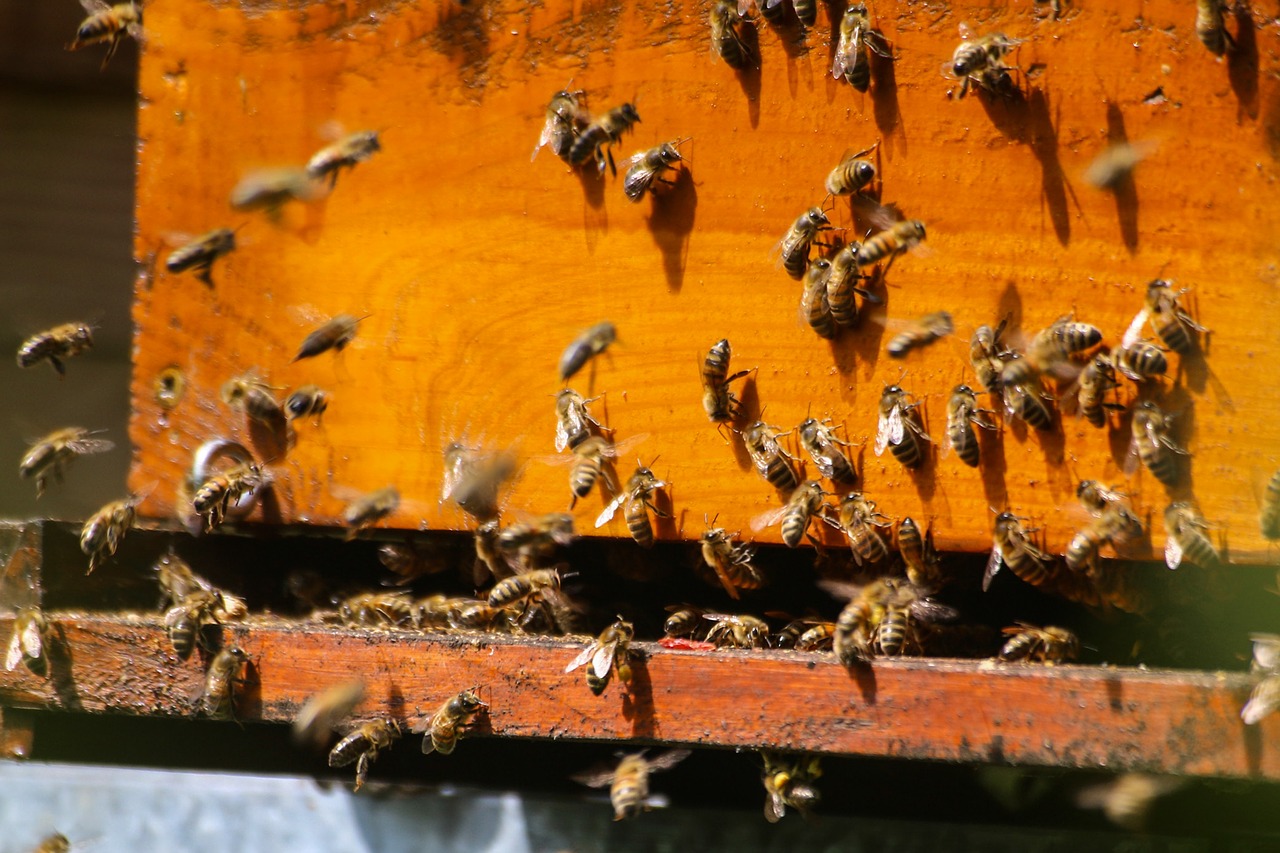 bees foragers hive free photo