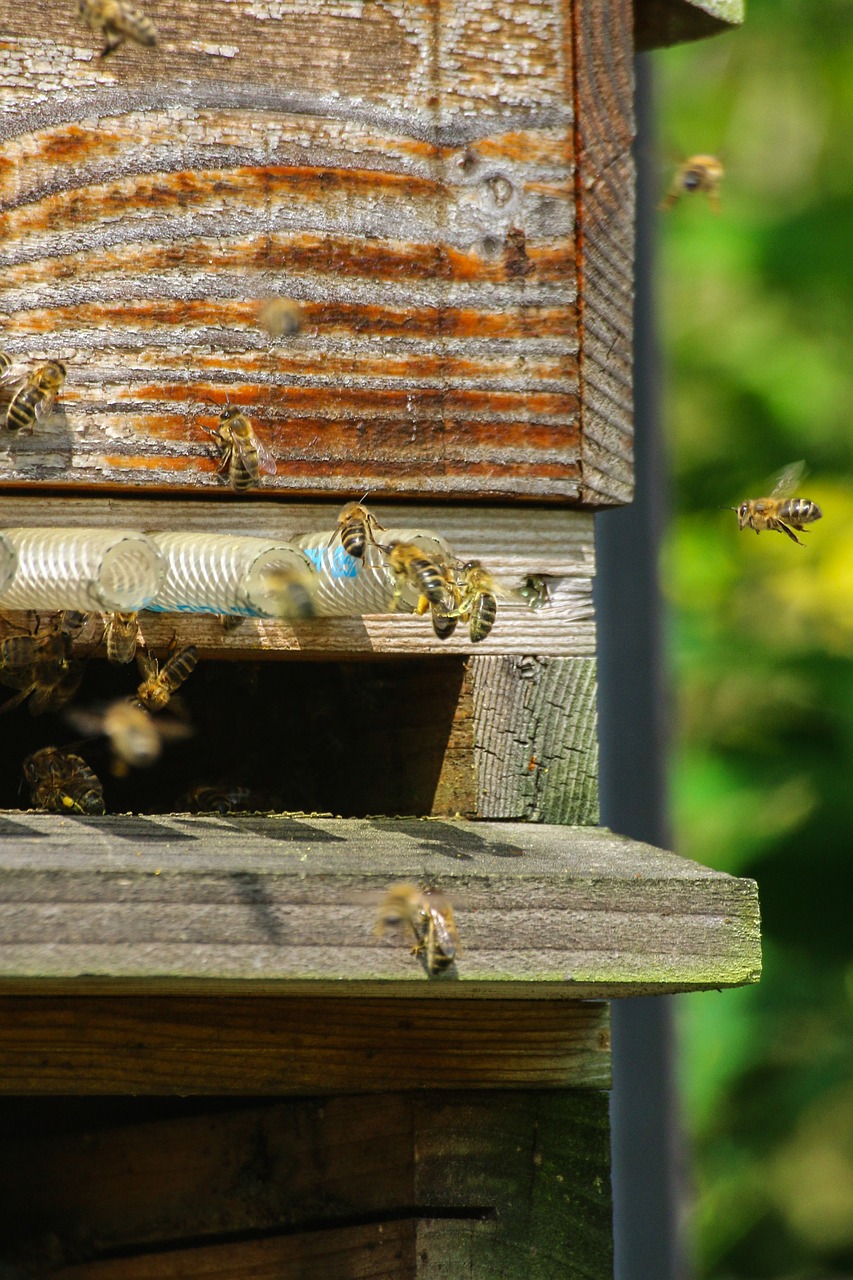 bees foragers essain free photo