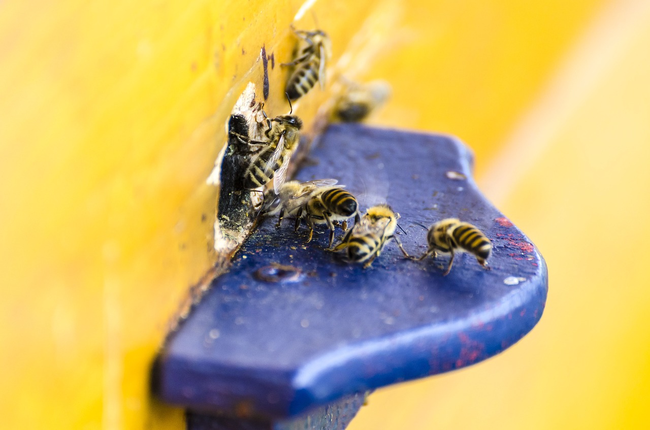 bees honey bees beehive free photo
