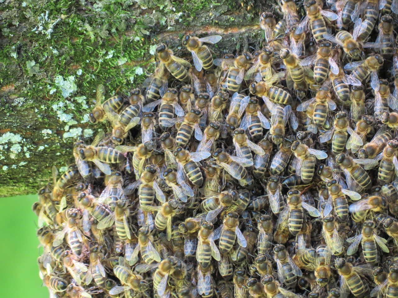 bees hive insect free photo