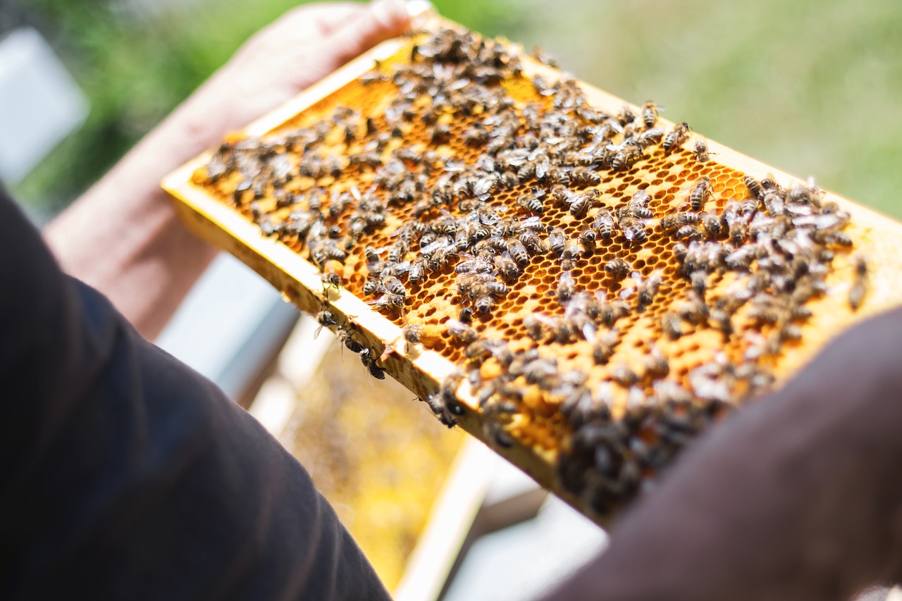 bees combs beekeeper free photo
