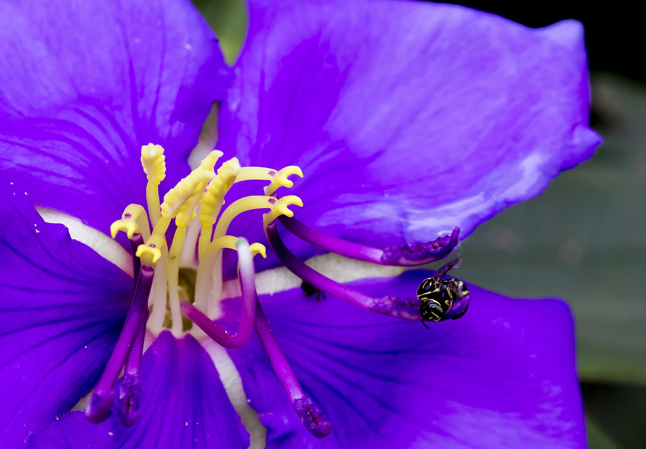 bees flower natural free photo