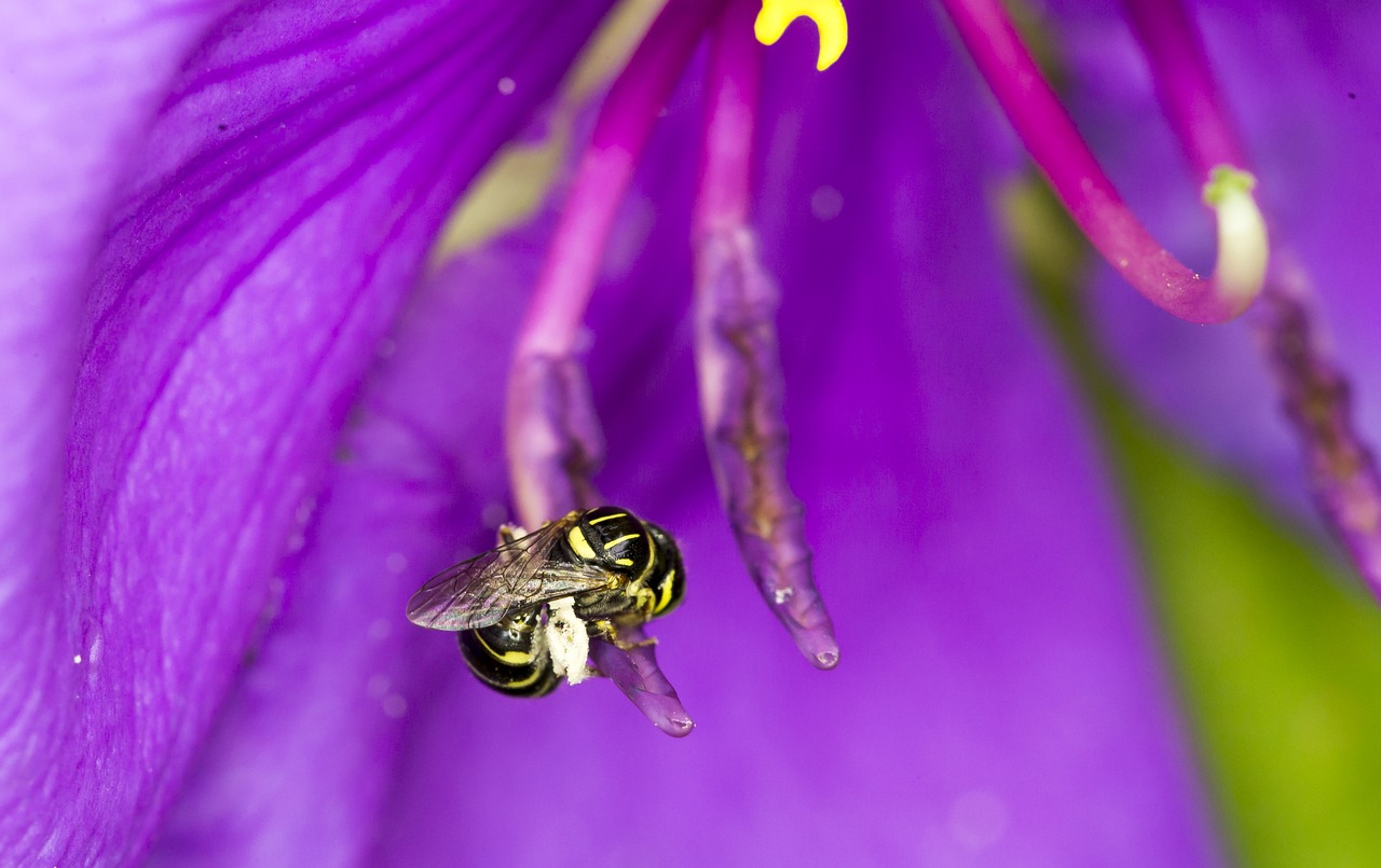 bees flower natural free photo