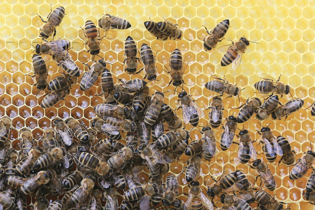 bees honeycomb beekeeper free photo