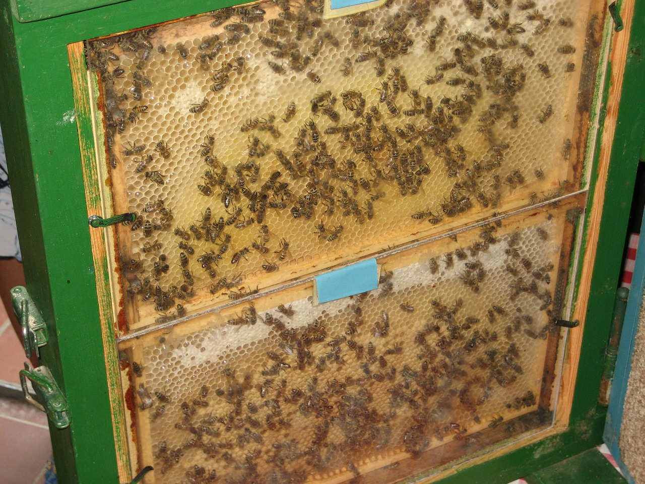 bees beehive combs free photo