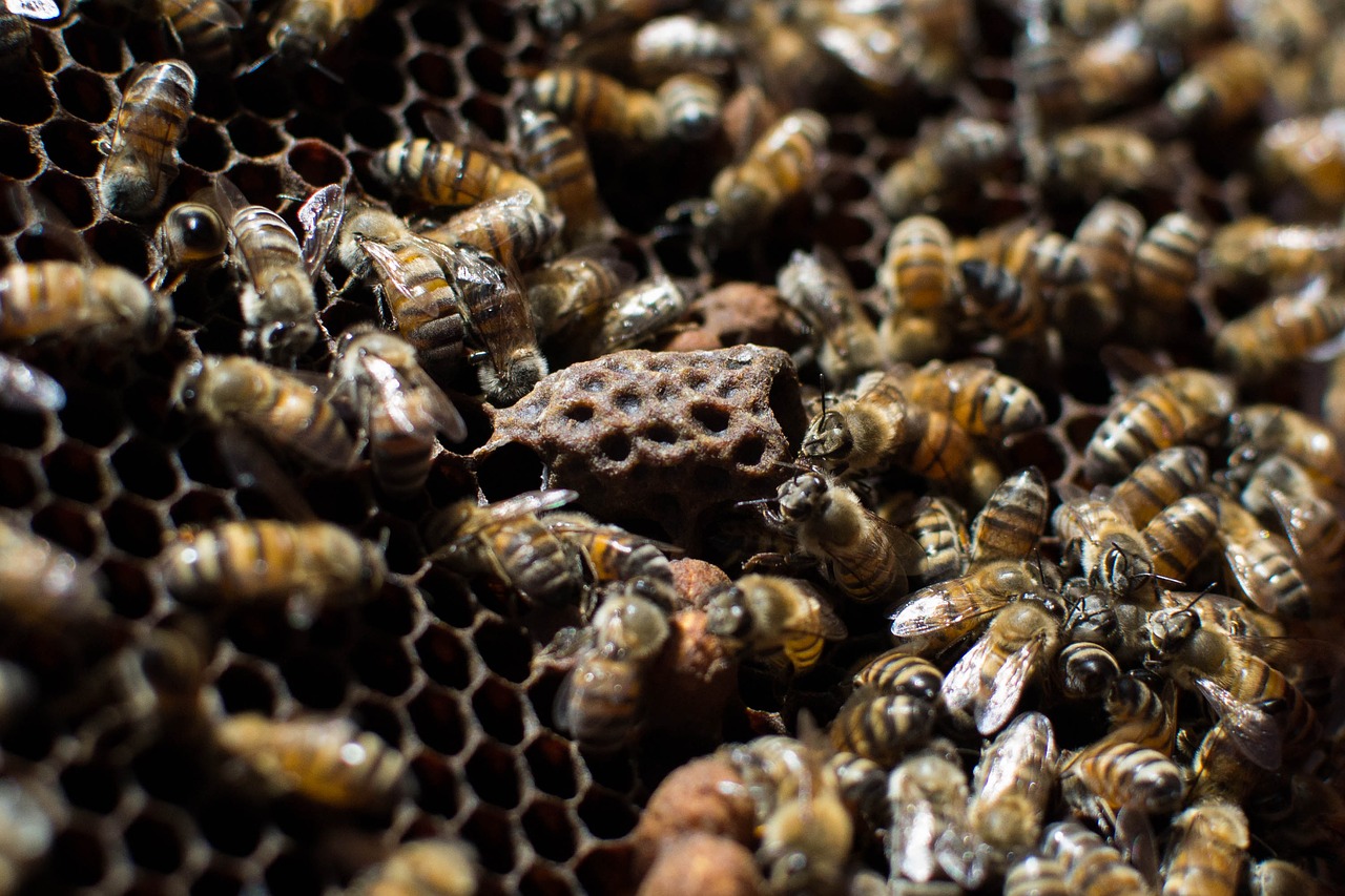 bees nature beekeeping free photo
