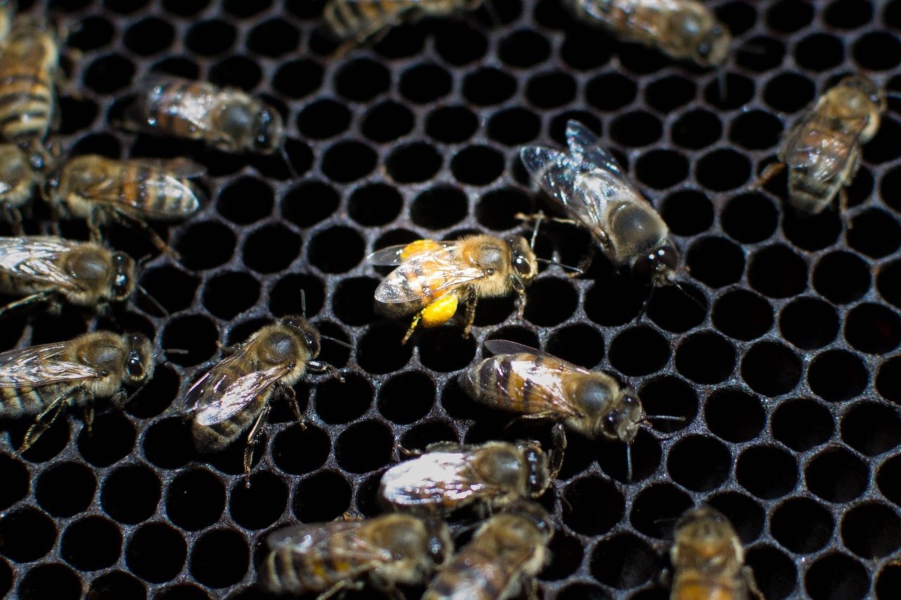 bees nature beekeeping free photo
