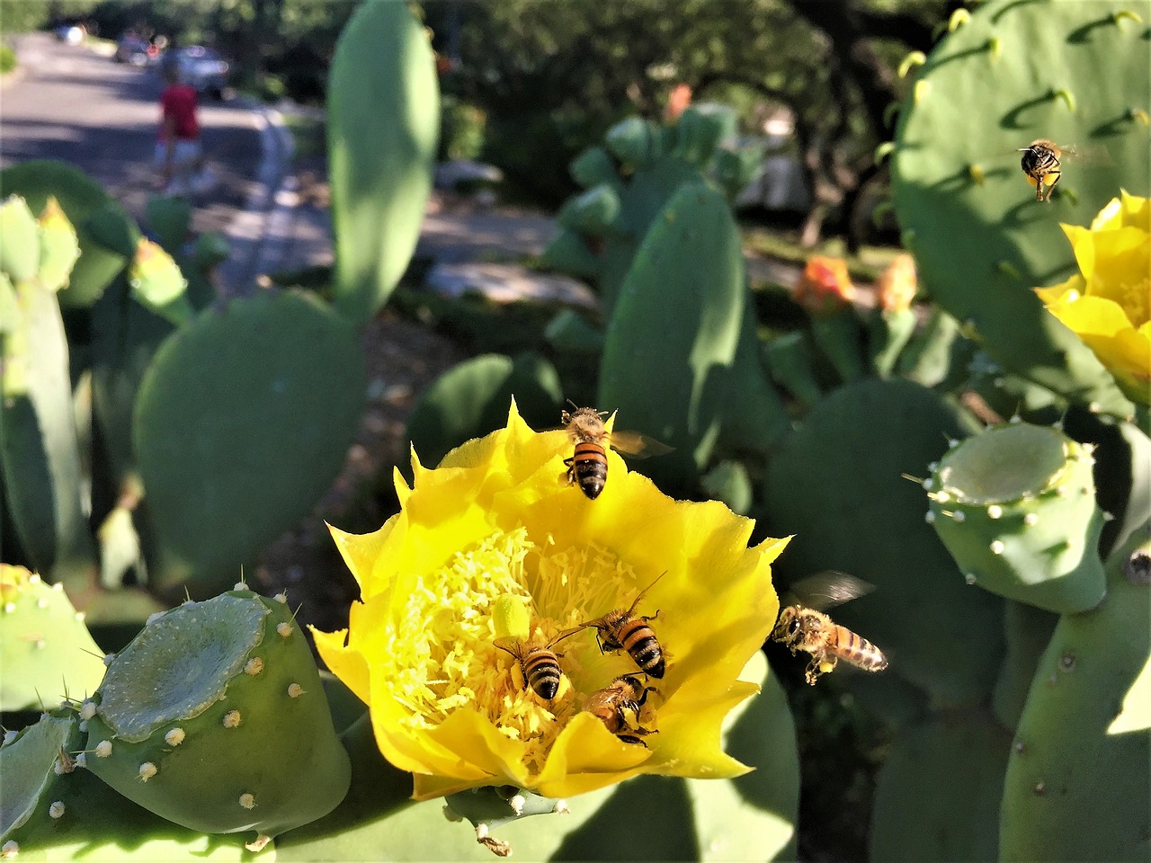 bees cactus flower yellow free photo