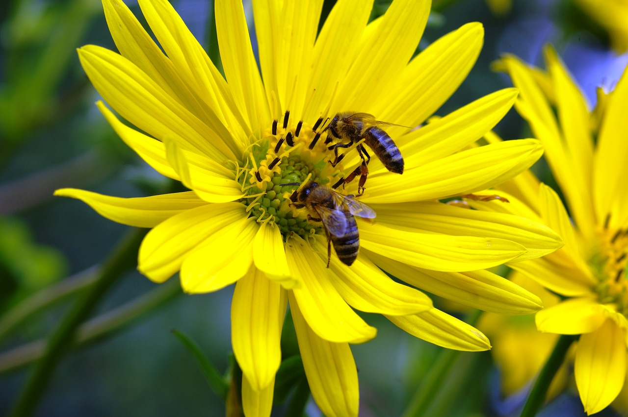 bees honey flower free photo