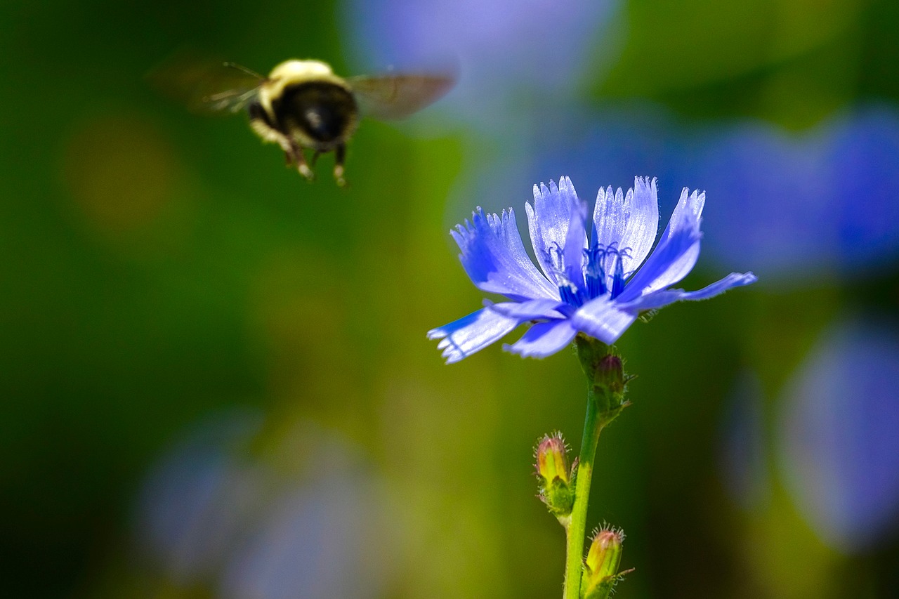 bees flower purple free photo