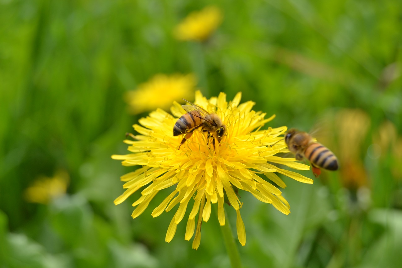 bees flower insect free photo