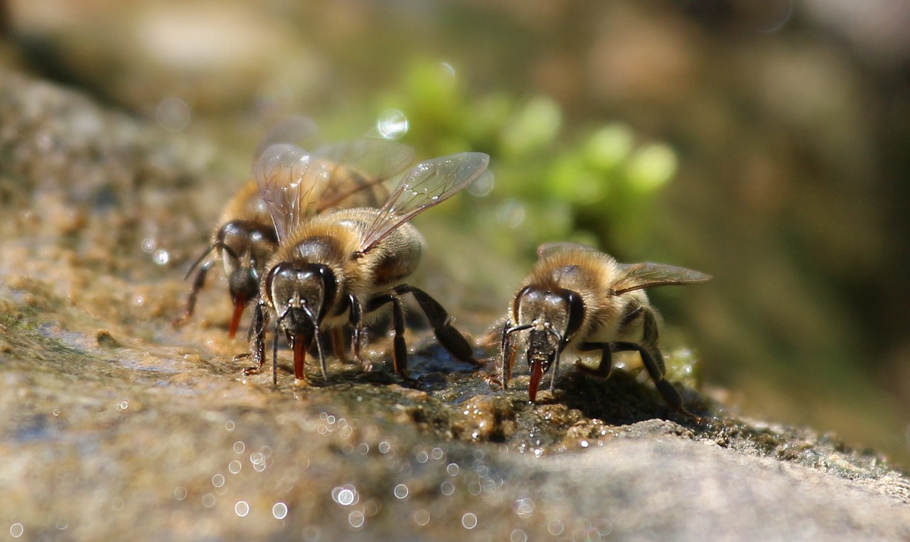 bees drink water free photo