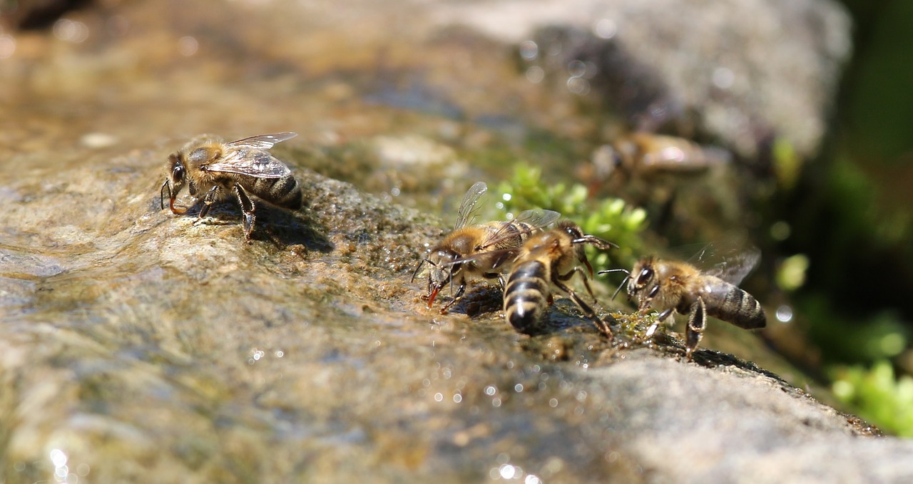 bees fight drink free photo