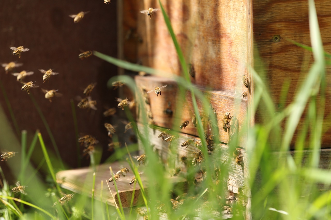 bees hard working fly free photo