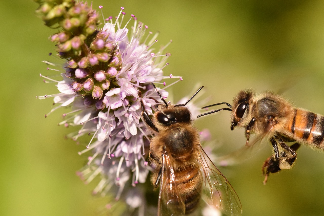 bees forage macro free photo