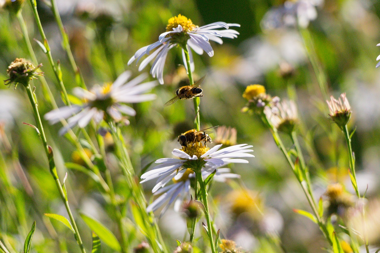 bees flowers pollination free photo