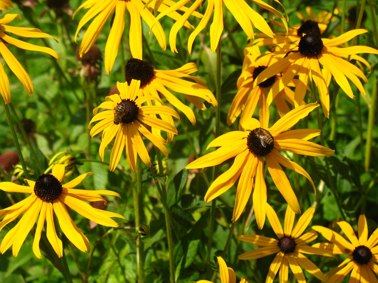 bees flowers garden free photo