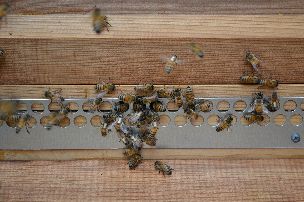 bees honey bees mohawk bees free photo