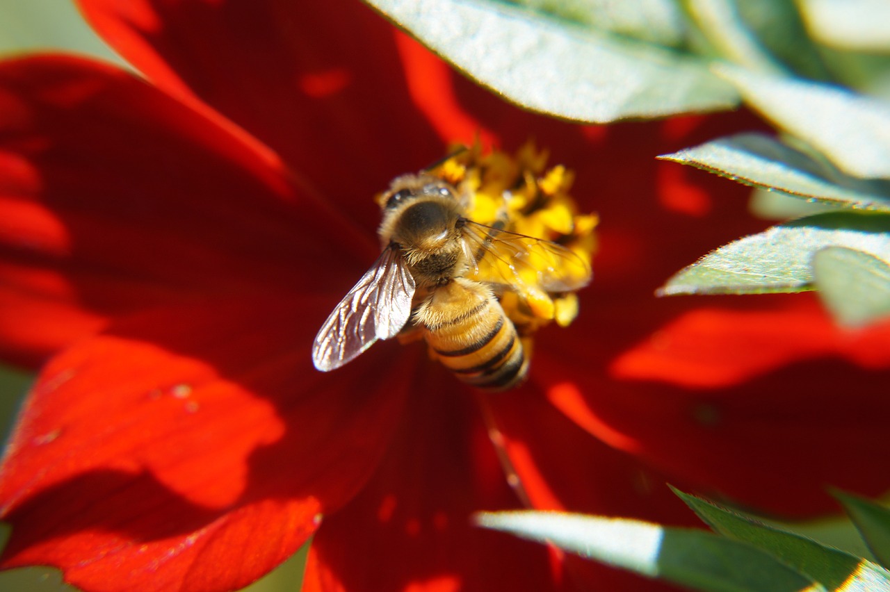 bees pollination nature free photo