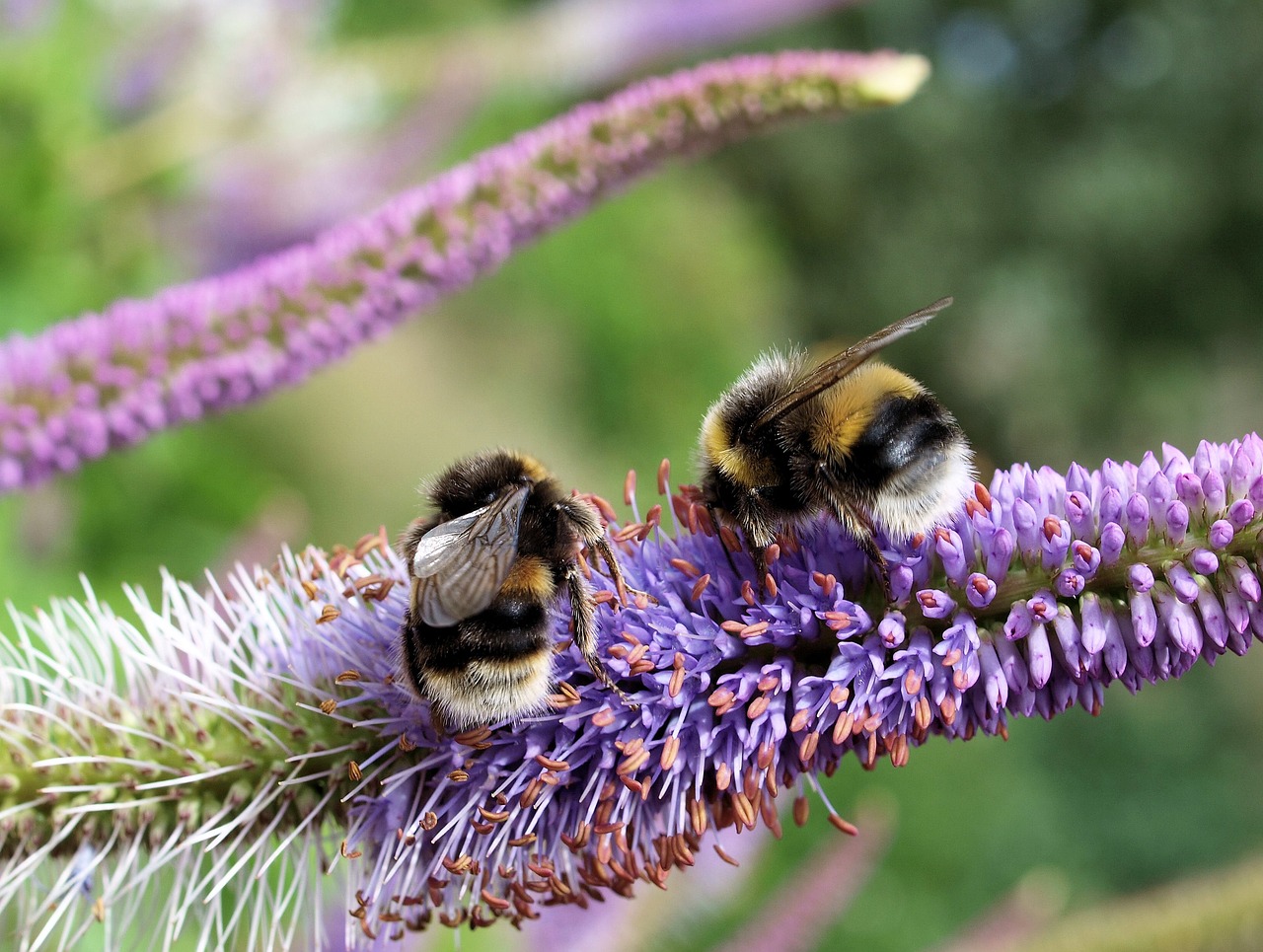 bees flower garden free photo