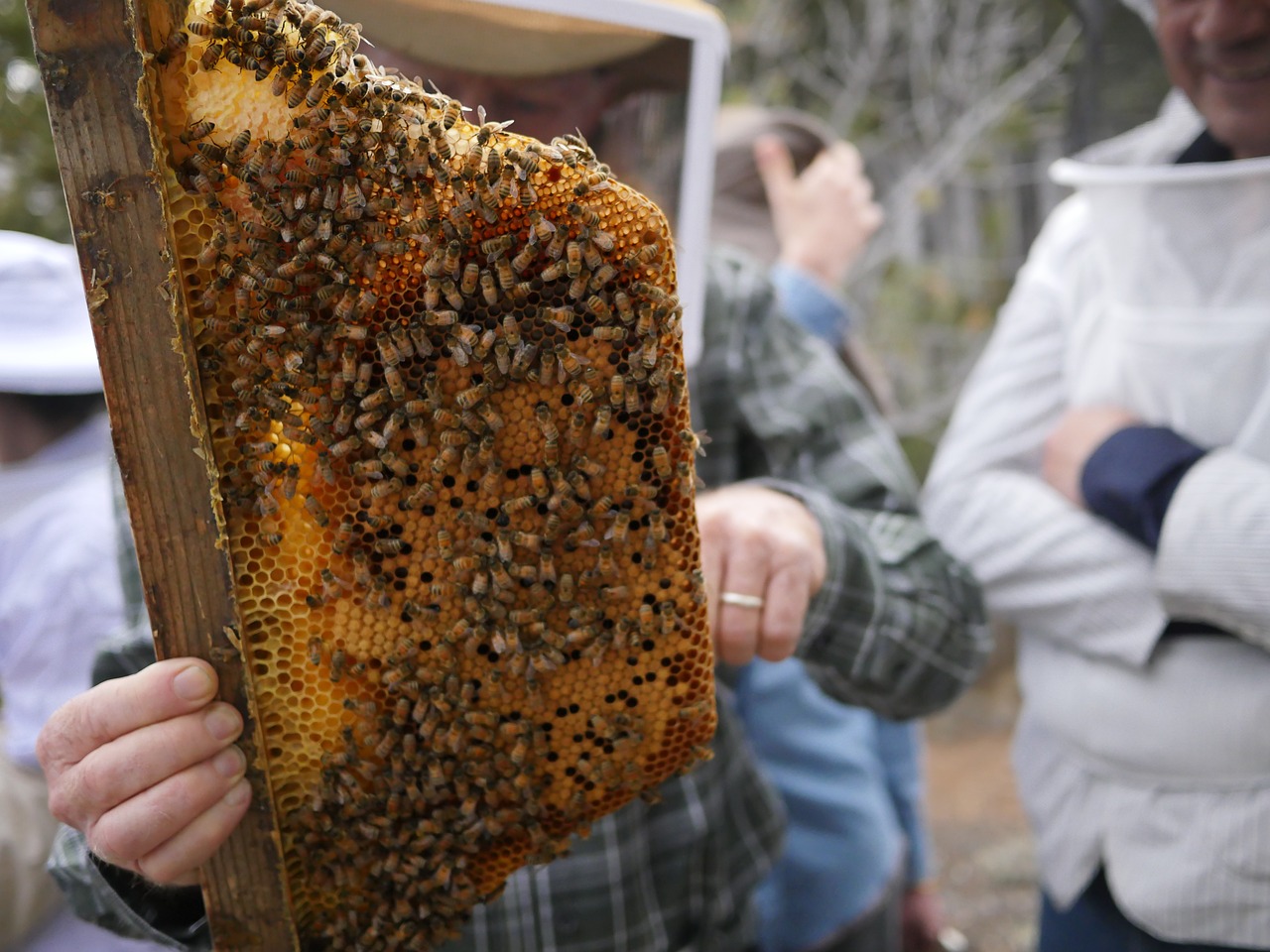 bees honeycomb beeswax free photo
