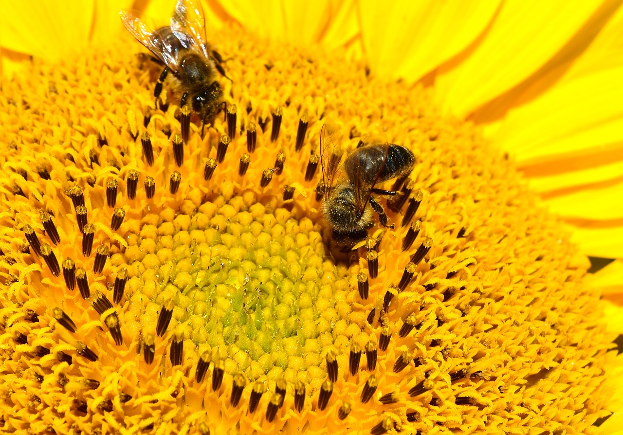 bees sun flower yellow free photo