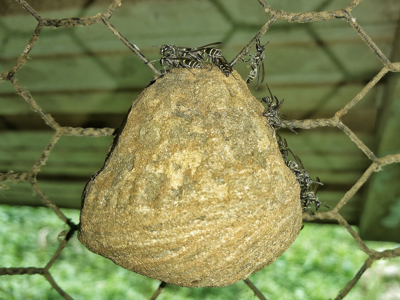 bees nest chicken wire free photo