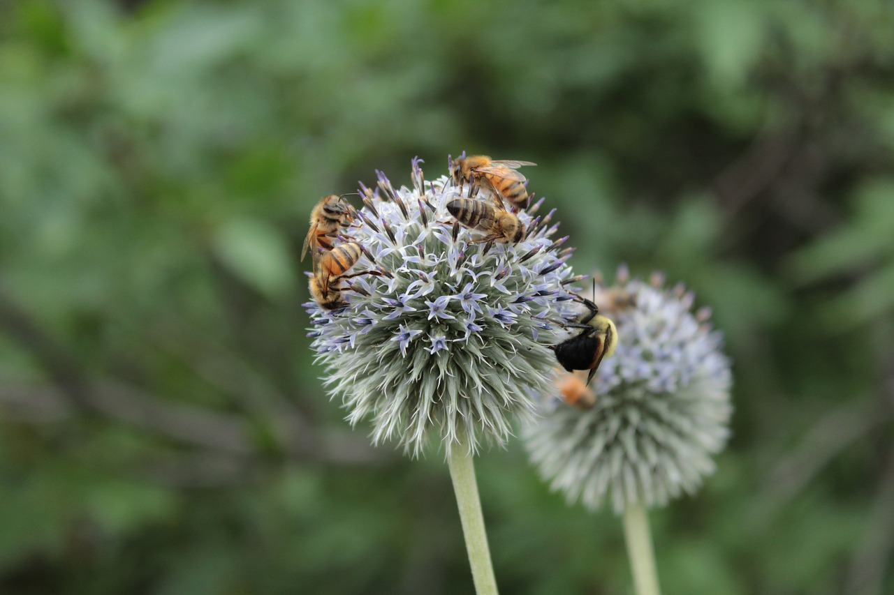 bees nectar honeybees free photo