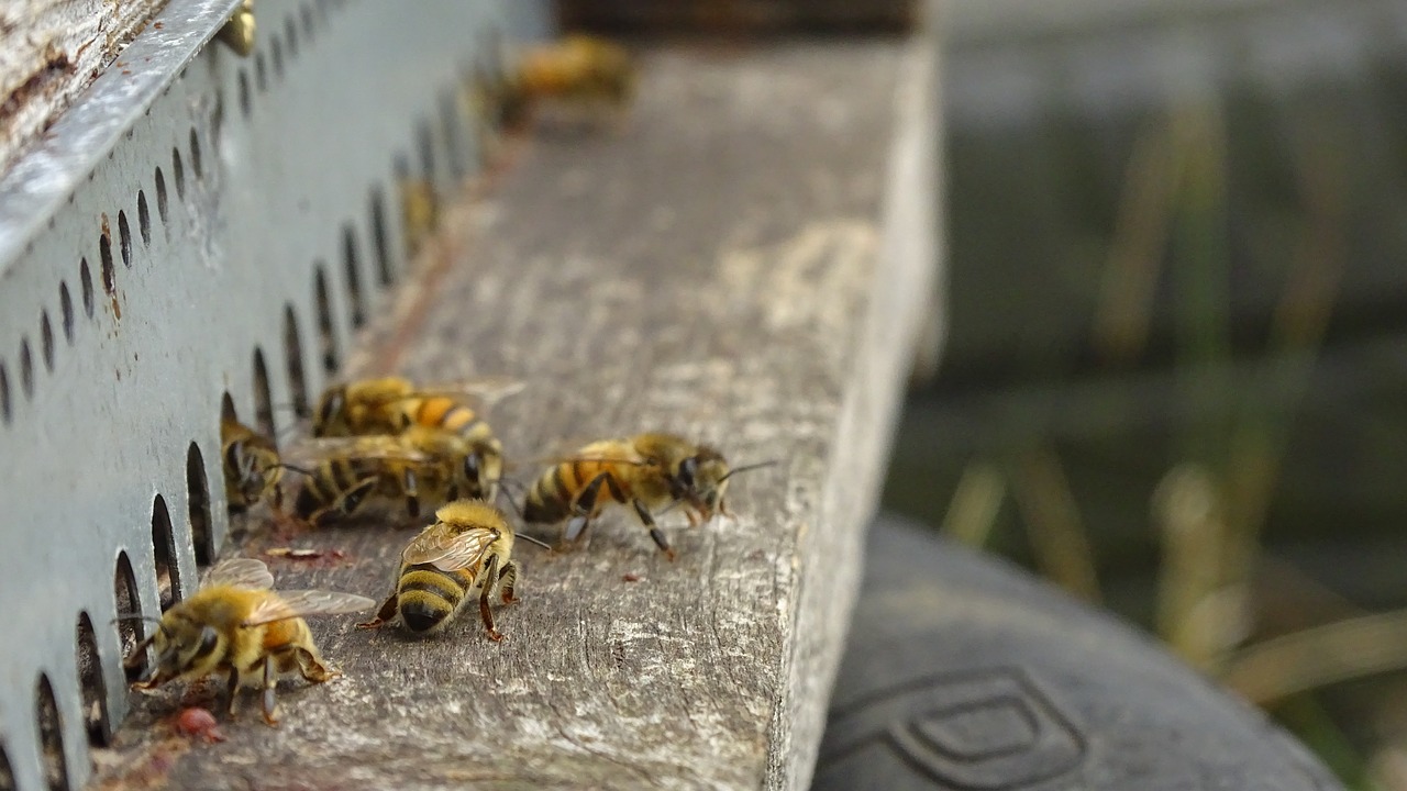 bees hive honey free photo