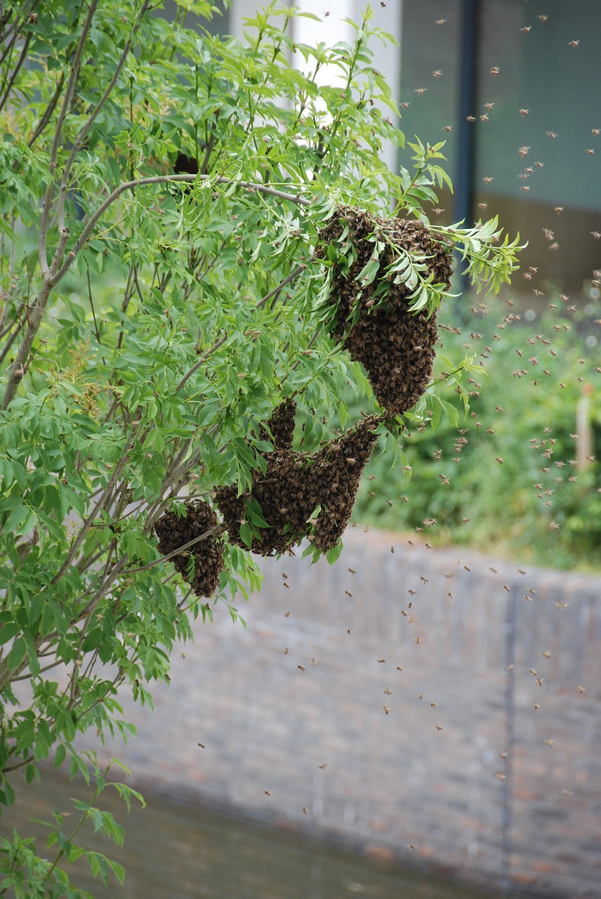 bees swarm of bees swarm free photo