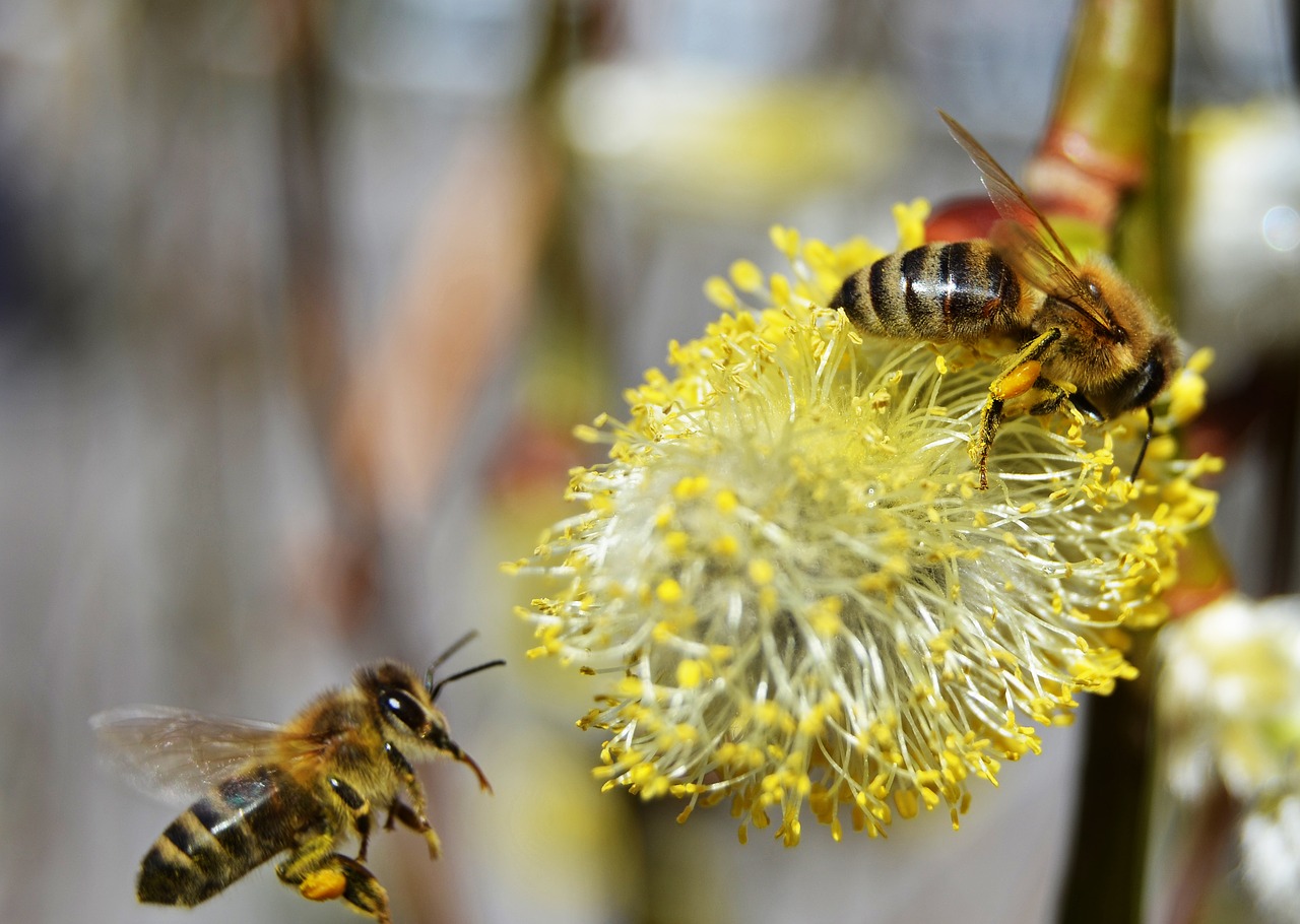 bees honey spring free photo