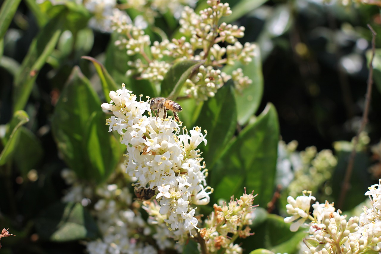 bees flower nature free photo