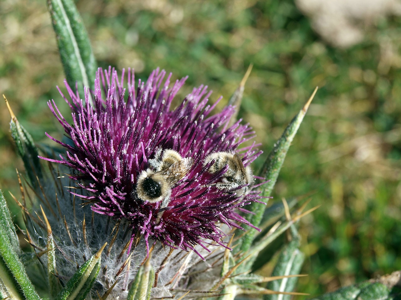 bees  pollen  flowering free photo