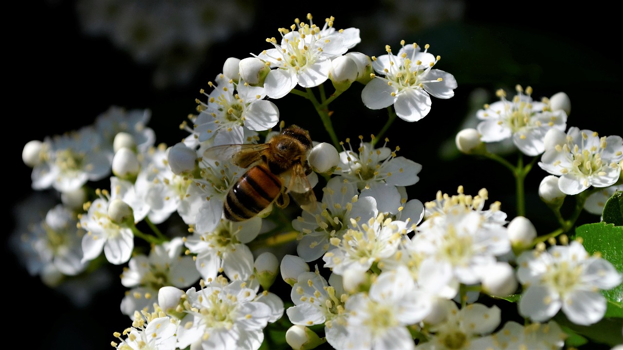 bees  bee  nature free photo
