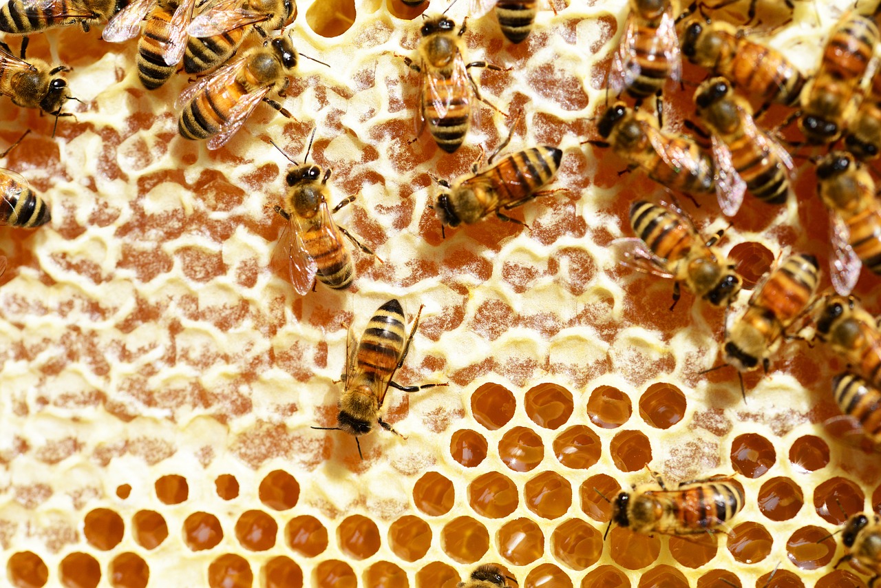 bees honey honey bees free photo