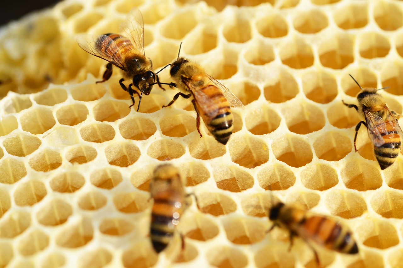 bees building honeycomb honey free photo