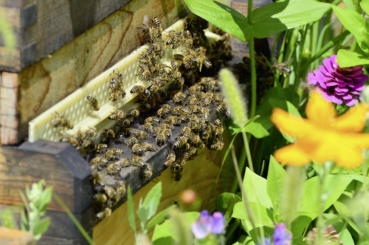 bees  beehive  bee free photo